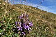 61 Gentiana anisodonta ramosa con vista in Cima di Piazzo